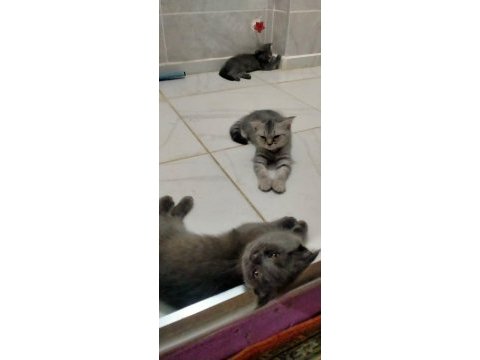 Sevimli oyuncu bebekler scottish fold