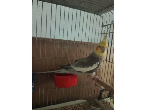 Eşe hazır 1 yaşında evcil erkek sultan papağanı