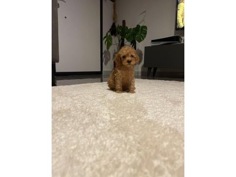 En güzel toy poodle bebekler