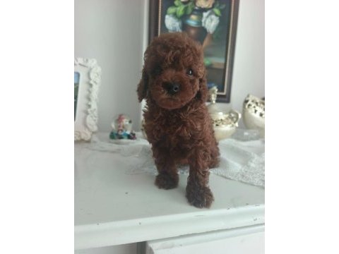 Toy poodle yavruları