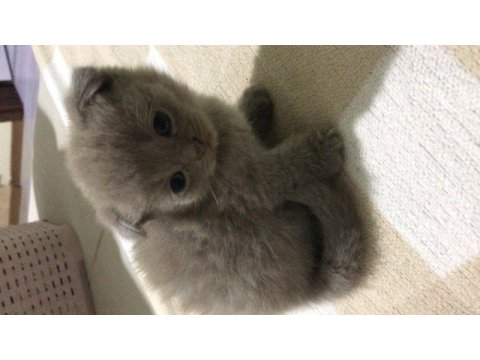 Yeni doğan scottish fold