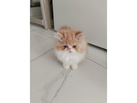 Cfa kayıtlı anne ve baba yavru kediler