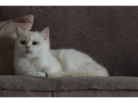 Bri sh ny aria mango british shorthair