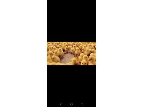 Etlik civciv