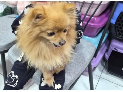 Pomeranian boo dişi