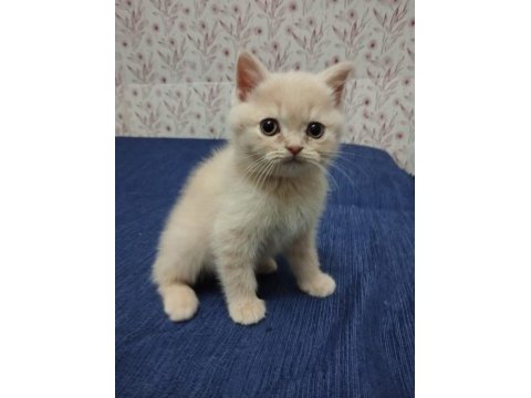 A kalite british longhair yavrular