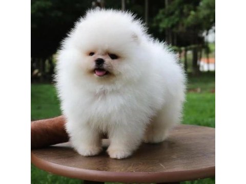Teddy bear pomeranian yavruları