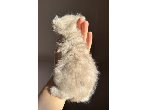 Nadir renk blue golden ay12 british longhair