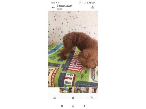 Toy poodle