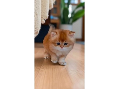 Efsane saf kan golden longhair dişi erkek bebeklerim