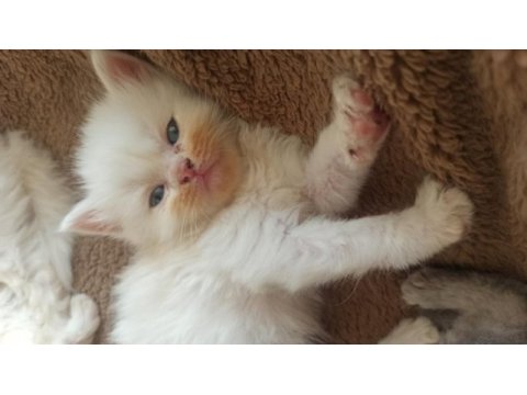 Kırıkkale içi british shorthair