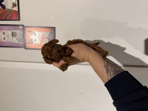 Poodle kurabiyelerim yeni ailesini arıyor