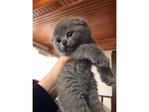 Scottish fold kız ve erkek son 2 yavru