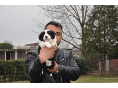 A kalitede border collie yavruları