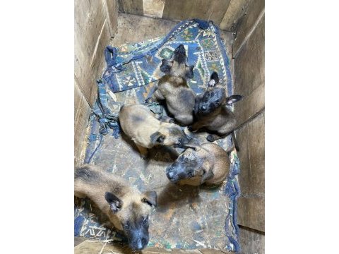 Afad arama sinavinda derece almis malinois yavruları