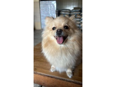 Dişi 2 yaşında pomeranian