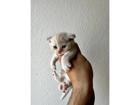 Tricolour british shorthair dişi 40 günlük