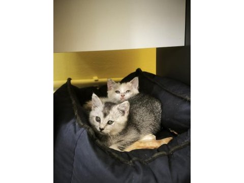 British shorthair calico ve silver iki kardeş