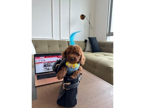 Hiçbir yerde göremeyeceğiniz toy poodle bebekler