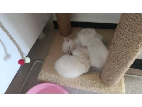British shorthair kedimiz sahiplendirilecek