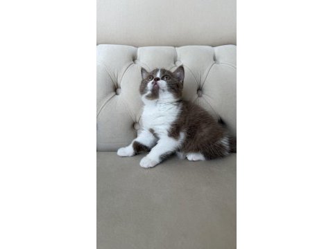 Dişi cinnamon bicolor british shorthair