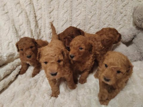 Toy poodle orjinal safkan yavrular