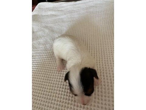Biewer yorkie 15 günlük (2 aylıkken sahiplendirilecek)