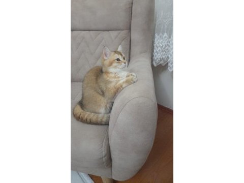Uyguna sahiplendirme british shorthair acil