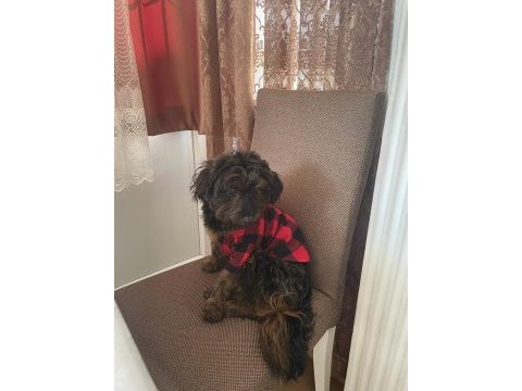 Sevimli ve zeki maltipoo