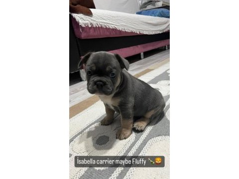 İsabella & fluffy taşıyıcı french bulldog bebekler