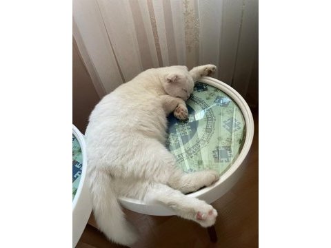 Bakımlı scottish fold 1 yaşında