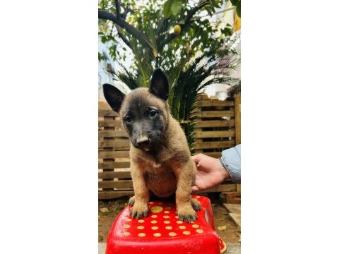 Belçika malinois yavruları