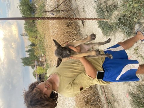 A kalite malinois yavrularımız