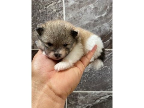 Orjinal pomeranian boo yavrular