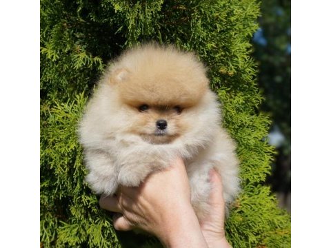 Petmode köpek çiftliğinde ziyarete açık pomeranian