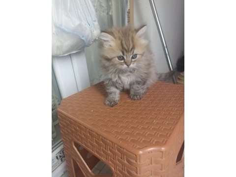 British longhair yavrumuz yeni ailesini bekliyor