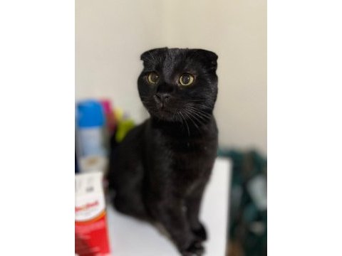 Scottish fold acil yuva aranıyor ücretsizdir