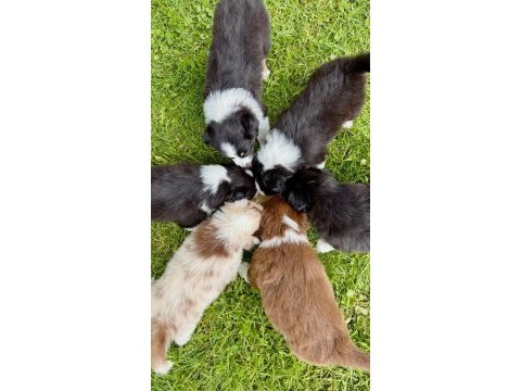 Dünyanın en akıllı köpeği border collie