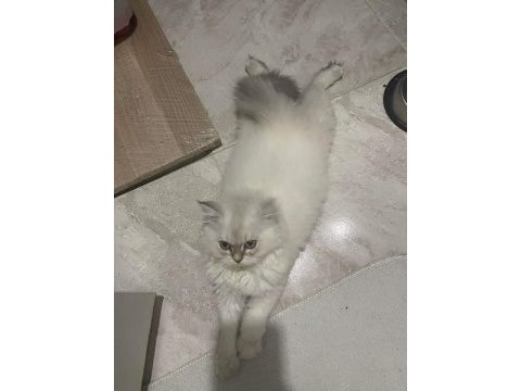 British longhair blue point