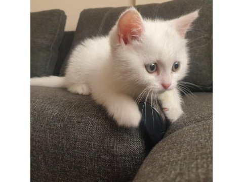 60 günlük beyaz british shorthair oyuncu sevimli