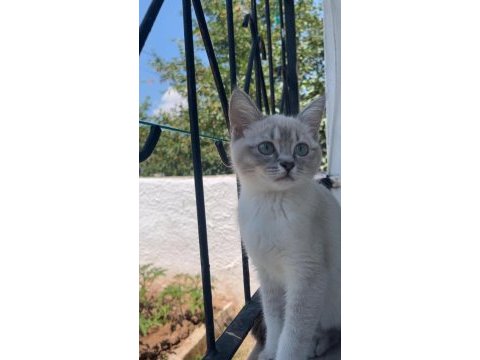 2 tane dişi 4 aylık sahiplendirilecek kedimiz