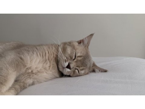 British shorthair 8 aylık kedimiz