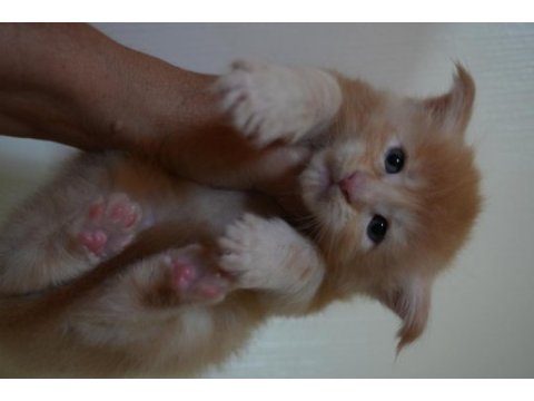 Kalitenin adresi big claw maine coon