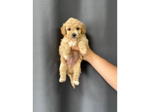 2 aylık yavru maltipoo