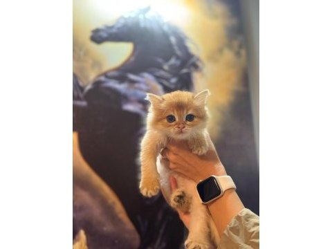 Show kalite golden ny12 erkek british longhair