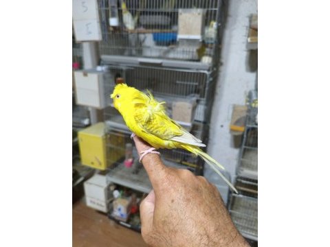 Ele alıştırmalık muhabbet kuşu