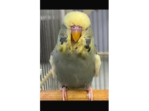 Ele alıştırmalık jumbo muhabbet yavruları