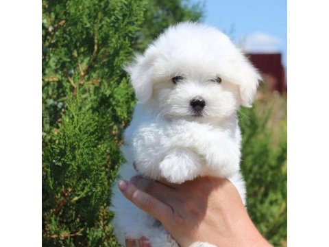 Korean bichon frise 1 buçuk kg
