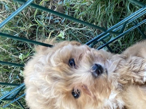 Orjinal maltipoo bebekler