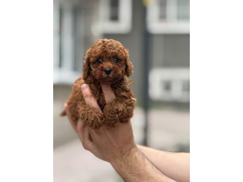 Toy poodle yavrumuz